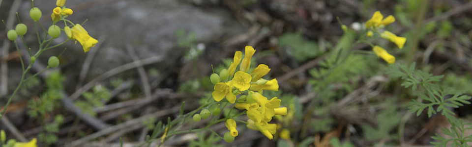 Bladderpod